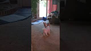 Puppy Fight 8324 Teacup Maltese vs Pit Bully [upl. by Trinatte639]