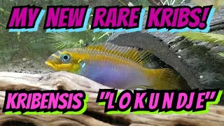 The Fascinating History of Kribensis Pelvicachromis Tenaetius Lokundje  Care amp Info [upl. by Nagiam325]