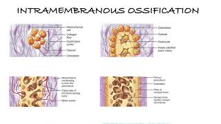 HOW BONES ARE MADE  INTRAMEMBRANOUS AND ENDOCHONDRAL OSSIFICATION [upl. by Adnyleb214]