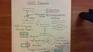 The Vascular Endothelial Growth Factor Part 6 [upl. by Sidonnie635]