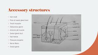 John Lowery Skin Lab for Biology [upl. by Callery]