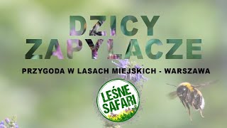 Dzicy zapylacze  Leśne Safari NAPISY PJM [upl. by Hal]