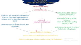 The Volume Reflex Chapter 18 part 8 Guyton and Hall Physiology [upl. by Pollyanna474]