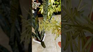 ഇത് ഏതിൻ്റെ പൂവ് ആണെന്ന് അറിയോ😱 Blooming Snake Plant snakeplant flower sansevieria dracaena [upl. by Naawaj]