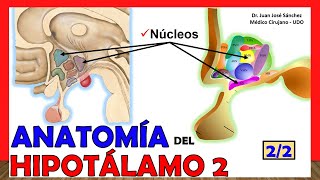 🥇 Anatomía del HIPOTÁLAMO 22 Núcleos ¡Explicación Sencilla [upl. by Brass]