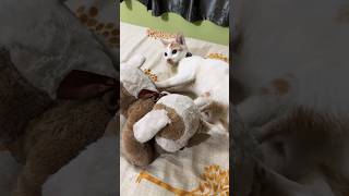 কুট্টি কুকুর বাচ্ছা কামড়ে খেয়ে ফেললো …🙀😳🫣👀🤓 cat catvideos minivlog funny love [upl. by Delija]