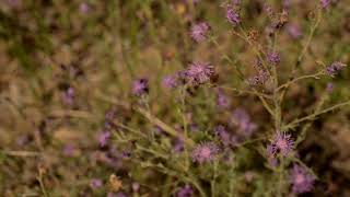 Montana Weed Control Association  Spotted knap weed [upl. by Syd]