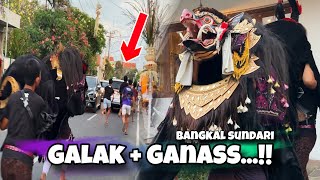 DIKEJAR BARONG BANGKUNG  Bangkal Sunduri Super Galak Ngelawang DiTumbak Bayuh 2024 [upl. by Aenet266]