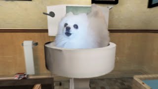 Skibidi Doggo Toilet [upl. by Rahmann]