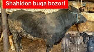 Shahidon chorva bozori buqalari 5 03 2024 [upl. by Narcis]