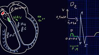 ECG  Introduction  Docteur Synapse [upl. by Acus781]