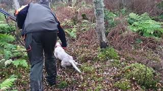 Setter IngleseBelen Beccacce Scozia 20212022 English Setter hunting Woodcock Scotland [upl. by Firooc]