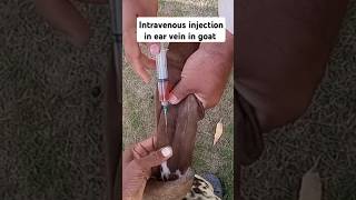 Intravenous injection in ear vein in goat shortsfeed vet goat animals viralshort livestock [upl. by Lachman]