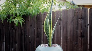 Sansevieria trifasciata “Laurentii” “Variegated Snake Plant” [upl. by Aisanat]