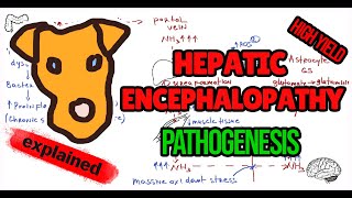 HEPATIC ENCEPHALOPATHY Pathogenesis [upl. by Gabrielli]