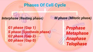 Phases Of Cell Cycle  Cell Cycle amp Cell Division  Mitotic Cell Division [upl. by Norina946]