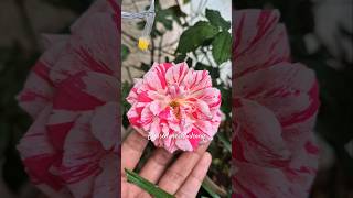 My balcony Roses in November🌹⚘️ shorts gardening nature [upl. by Bergess]