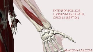 Extensor Pollicis Longus Musclepath Origin Insertion 3D Anatomy [upl. by Yde]