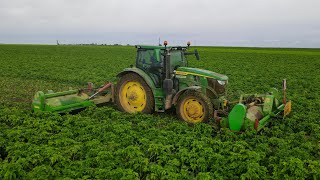 BROYAGE DES FANES DE PATATES EN BEAUCE  JD 6155R amp BASELI [upl. by Alaaj]