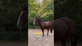 Drückt die Daumen das es nicht schlimmer wird 🍀☺️ pferd pferde pferdeliebe horse reiten [upl. by Eilsew]