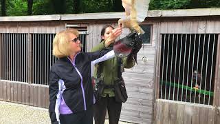 Falconry at Mt Falcon Estate North Western Ireland [upl. by Eittak15]