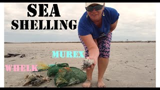 Sea Shelling On A Remote Island [upl. by Phoebe]