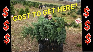 How much does it cost to grow a Christmas tree Planting seedling to cash in hand [upl. by Yarb]