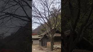 Mungyeong Saejae korea drama kingdom drama korea shrots music autumn [upl. by Burney]