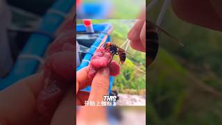 This Hornet Brings Destruction To Their Nest shorts viral [upl. by Schach]