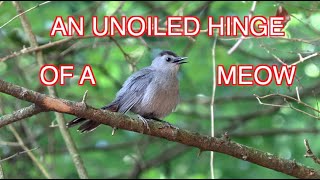 Catbird Vocalizations NARRATED [upl. by Sivia]