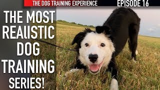 New Episode How I’m Training My Puppy To Walk On Leash And Settle Down [upl. by Adlare]