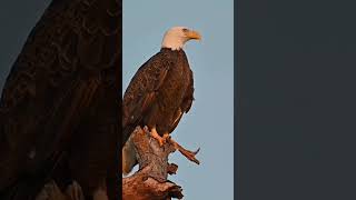 Red tailed hawks call vs bald eagle cry sound call eaglesound bolfeagle assaultbird sky [upl. by Brandice]