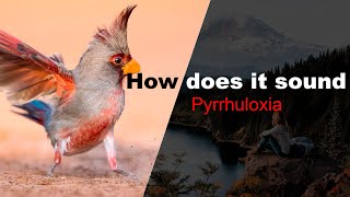 Pyrrhuloxia [upl. by Richia747]