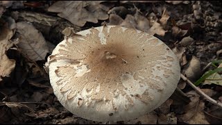 Macrolepiota excoriata  Lepiota excoriada [upl. by Willetta]