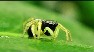 Heliophanus flavipes  Jumping Spider  Springspinne [upl. by Mirna]