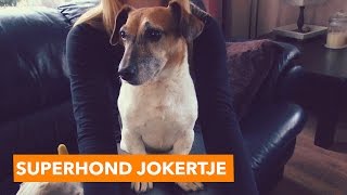 Superhond Jokertje  PaardenpraatTV [upl. by Zelda199]