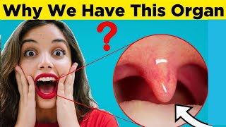 Why Do We Have Uvula whyideas uvula facts education [upl. by Nisse]