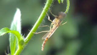 Chironomus plumosus the buzzer midge [upl. by Alpert]