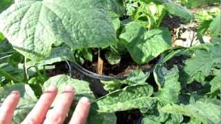 TRG 2012 Curing Yellowing Cucumber Leaves with Epsom SaltMagnesium [upl. by Marlen248]