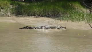 Estuarine Crocodile at Cahills Crossing [upl. by Aissatsana]