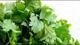 How to plant cilantrocoriander with store bought cilantro [upl. by Naltiak]