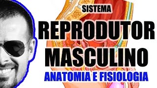 Sistema Reprodutor Masculino  Aparelho Reprodutor  Anatomia Humana  VideoAula 058 [upl. by Hajidak]