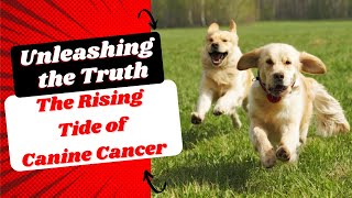 Unleashing the Truth The Rising Tide of Canine Cancer [upl. by Durward140]