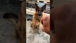 German Shepherd dog barking  gsd dog barking  dog barking  puppy barking  dog barking sound [upl. by Constantine919]