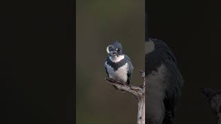 Belted kingfisher eating fish in Florida [upl. by Frazer]