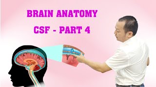 Brain Anatomy  CSF  Part 4 [upl. by Pennebaker133]