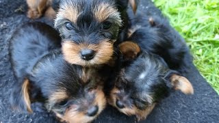 Teacup Yorkie X Standard Yorkie Puppies Available 6 Weeks Old [upl. by Smail]