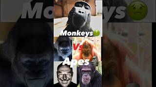 Monkeys😒 Vs Apes🗿 memes shorts ape monkey [upl. by Ayote135]