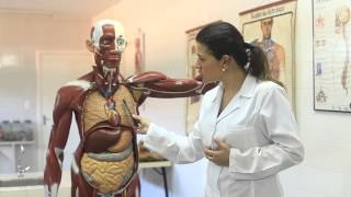 ART Anatomia e Fisiologia Humana  Sistemas Respiratório e Cardiovascular [upl. by Cheng]