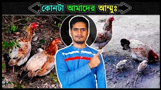 দুই বোন কিন্তু এক মা ☺ মুরগির আজব কান্ড ⚡ Jactok পাখি ভাইয়া [upl. by Eceryt]